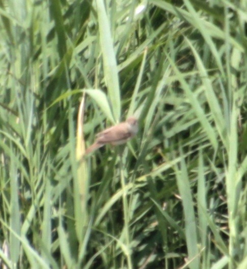 Common Reed Warbler (Common) - ML620802605