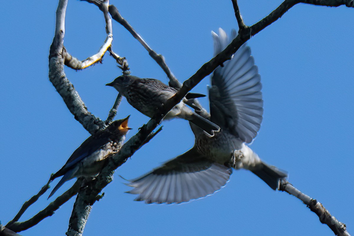 Eastern Bluebird - ML620802606