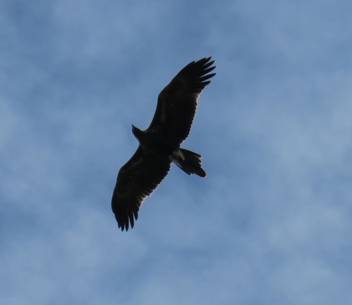 Wedge-tailed Eagle - ML620802608