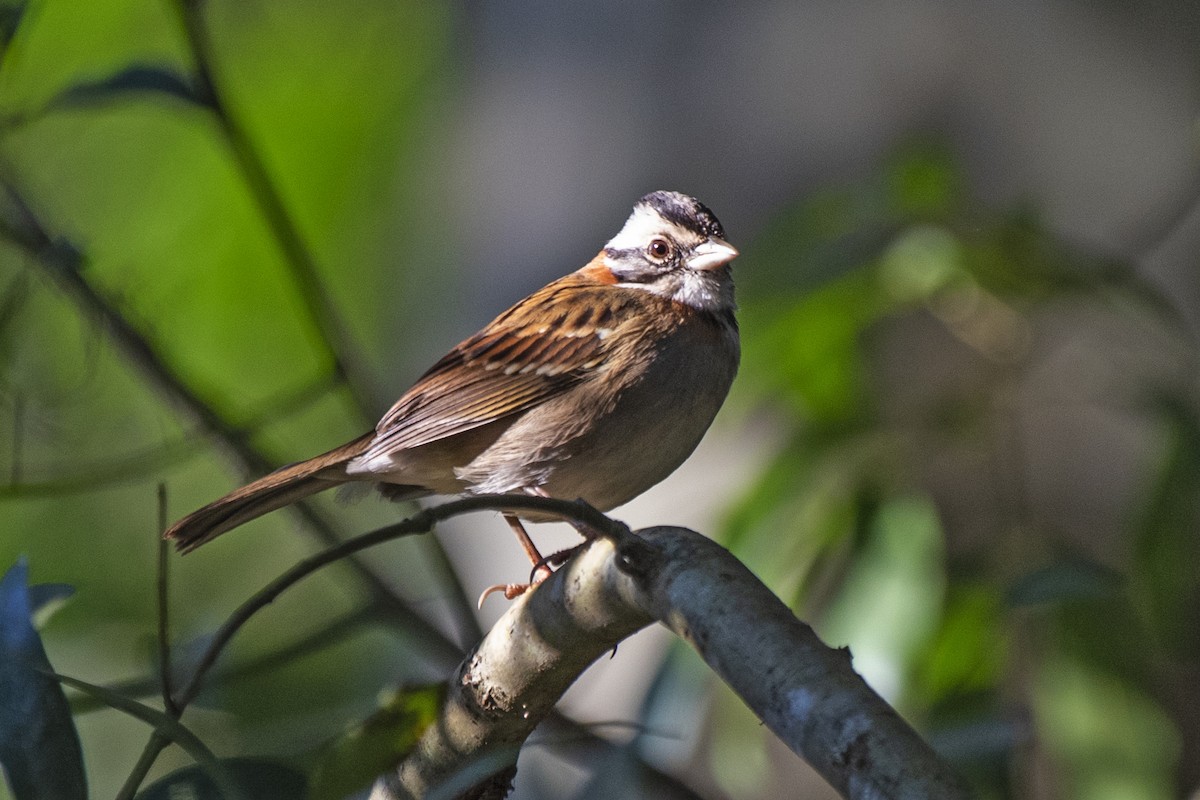 Rufous-collared Sparrow - ML620802609