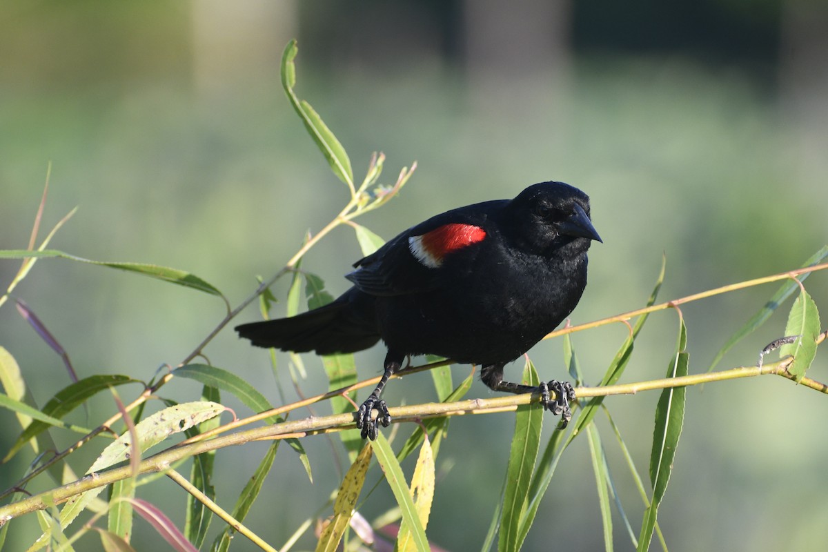 Red-winged Blackbird - ML620802611