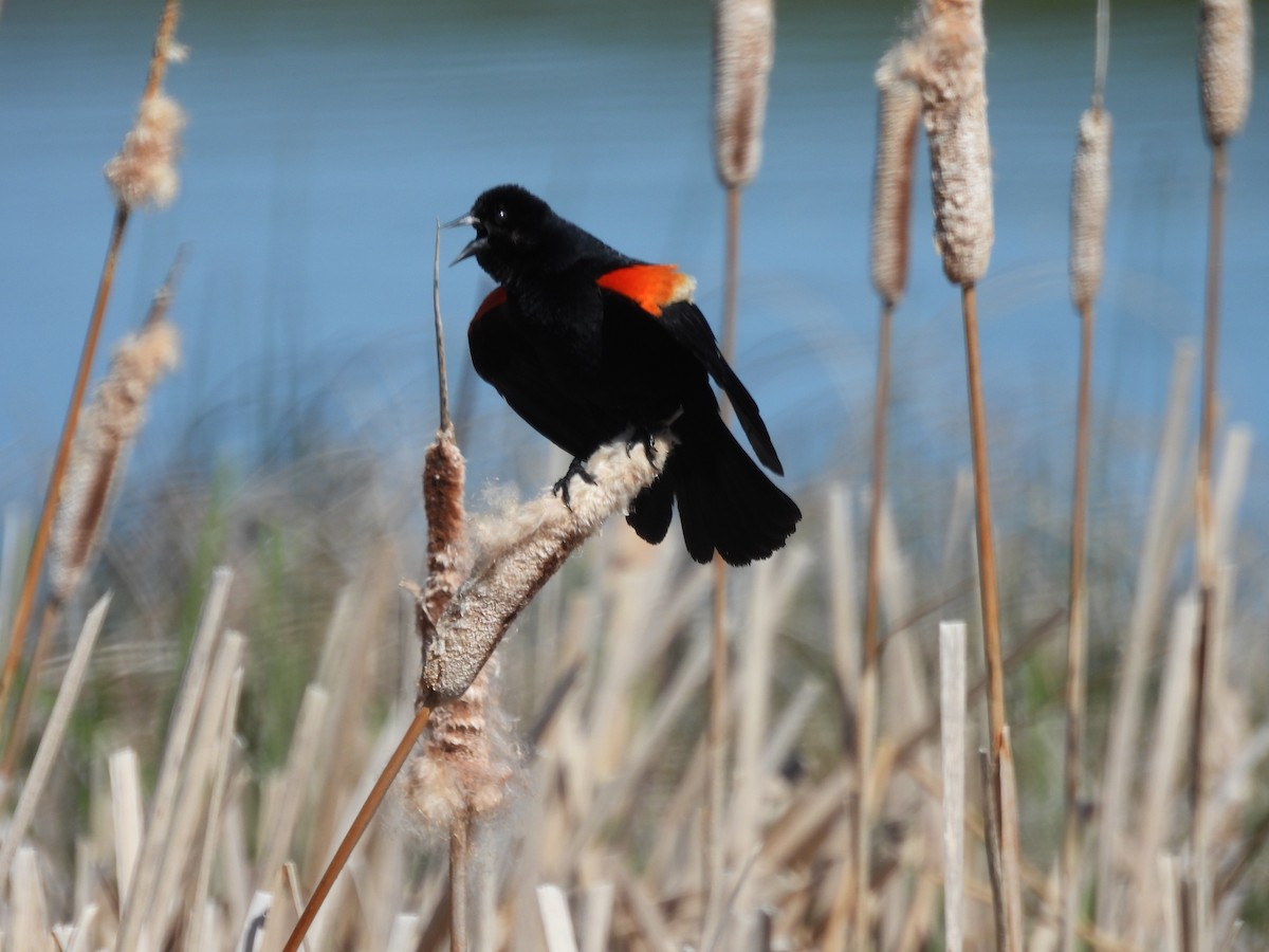 Red-winged Blackbird - ML620802614