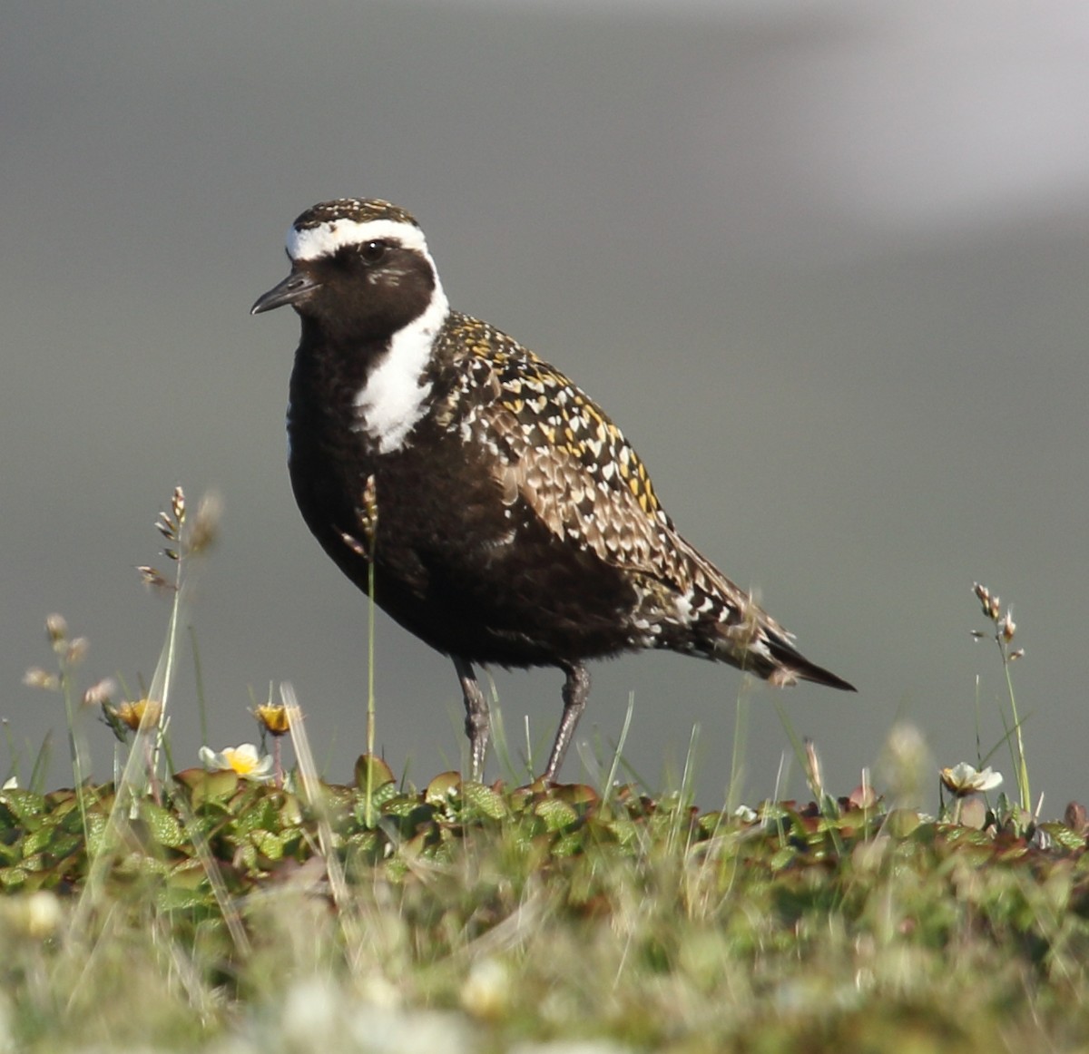 American Golden-Plover - ML620802615