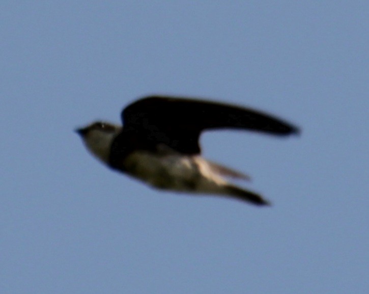 Bank Swallow - ML620802620