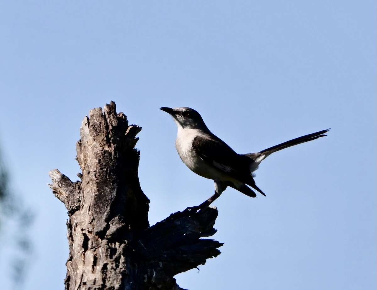 Northern Mockingbird - ML620802624