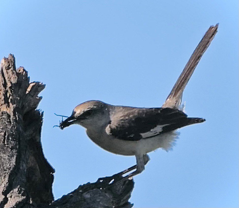 Northern Mockingbird - ML620802625