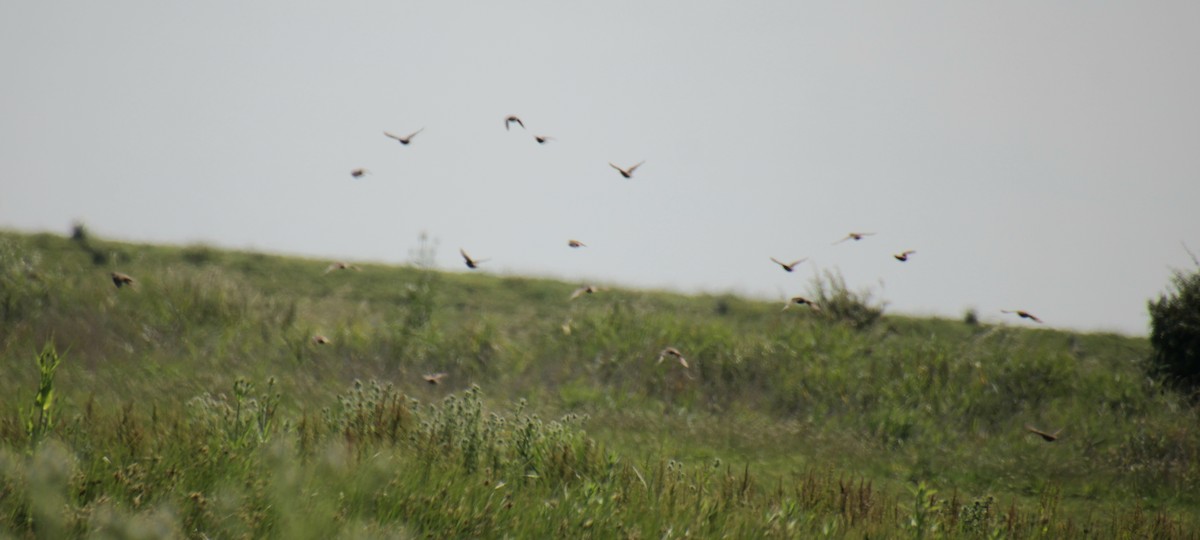 European Starling - ML620802631