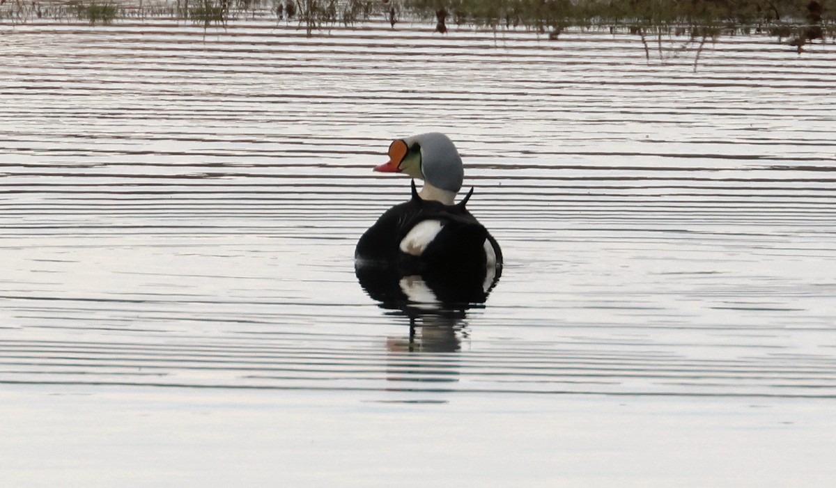 King Eider - ML620802634