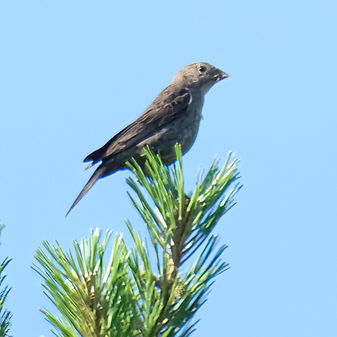 Brown-headed Cowbird - ML620802662