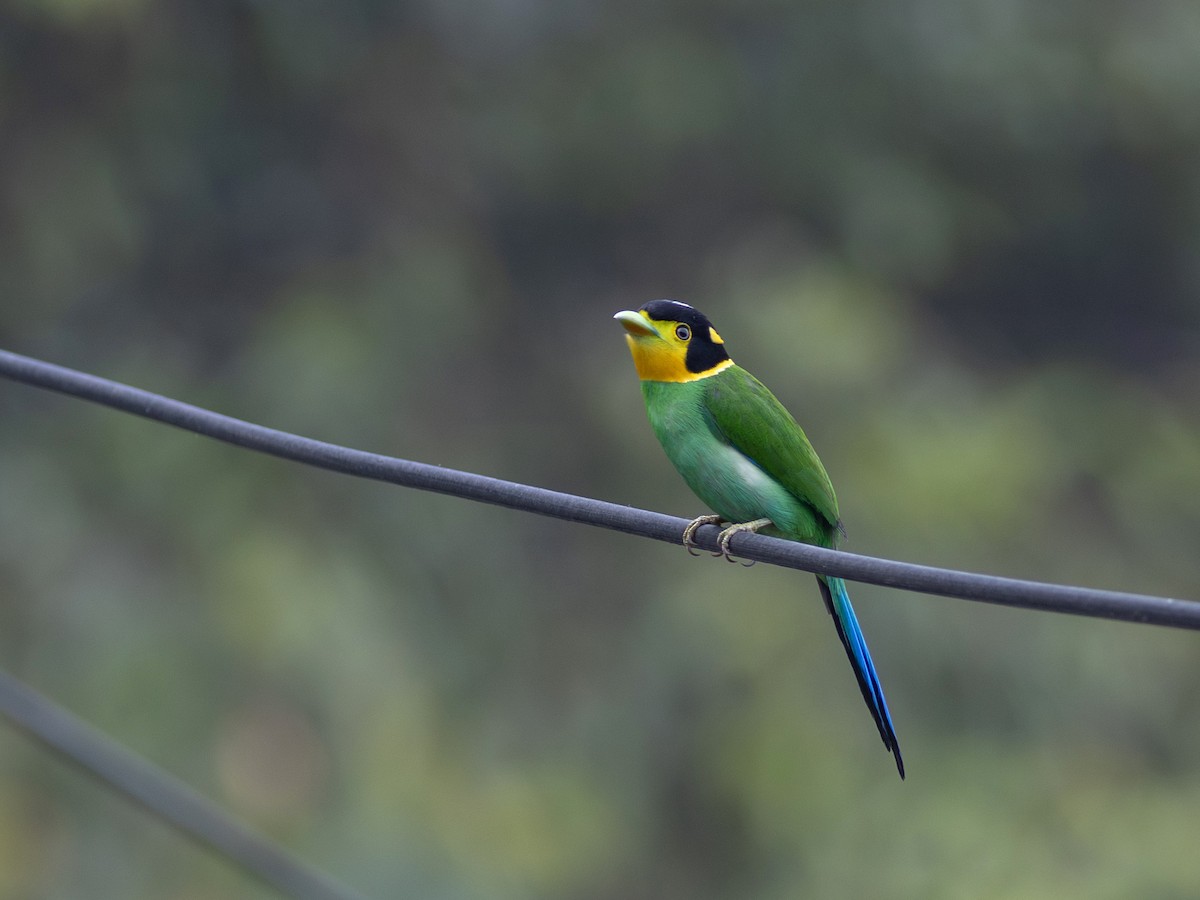 Long-tailed Broadbill - ML620802663