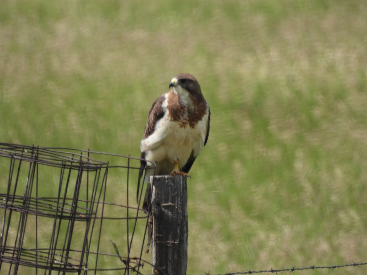 Swainson's Hawk - ML620802664