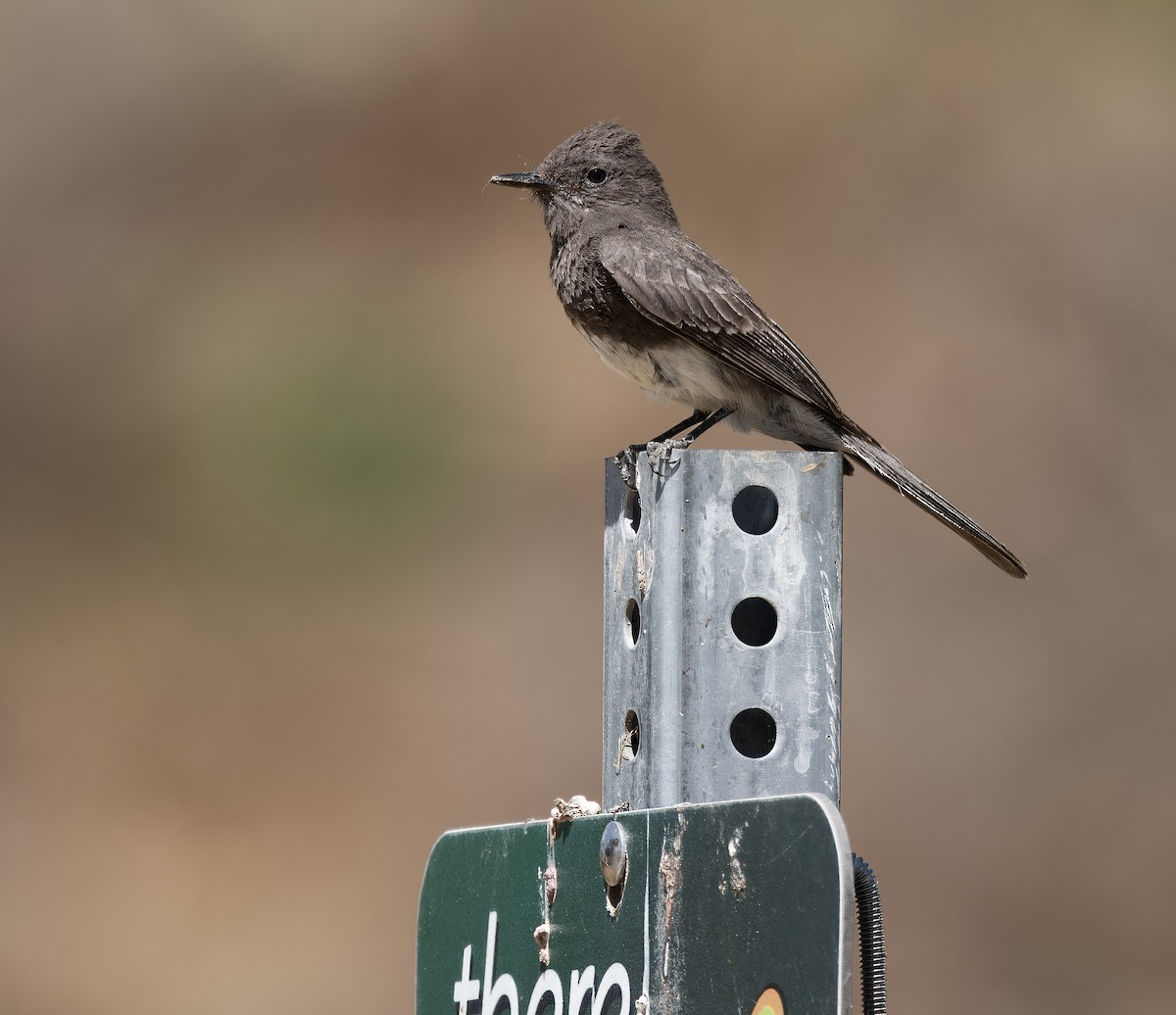 Black Phoebe - ML620802665