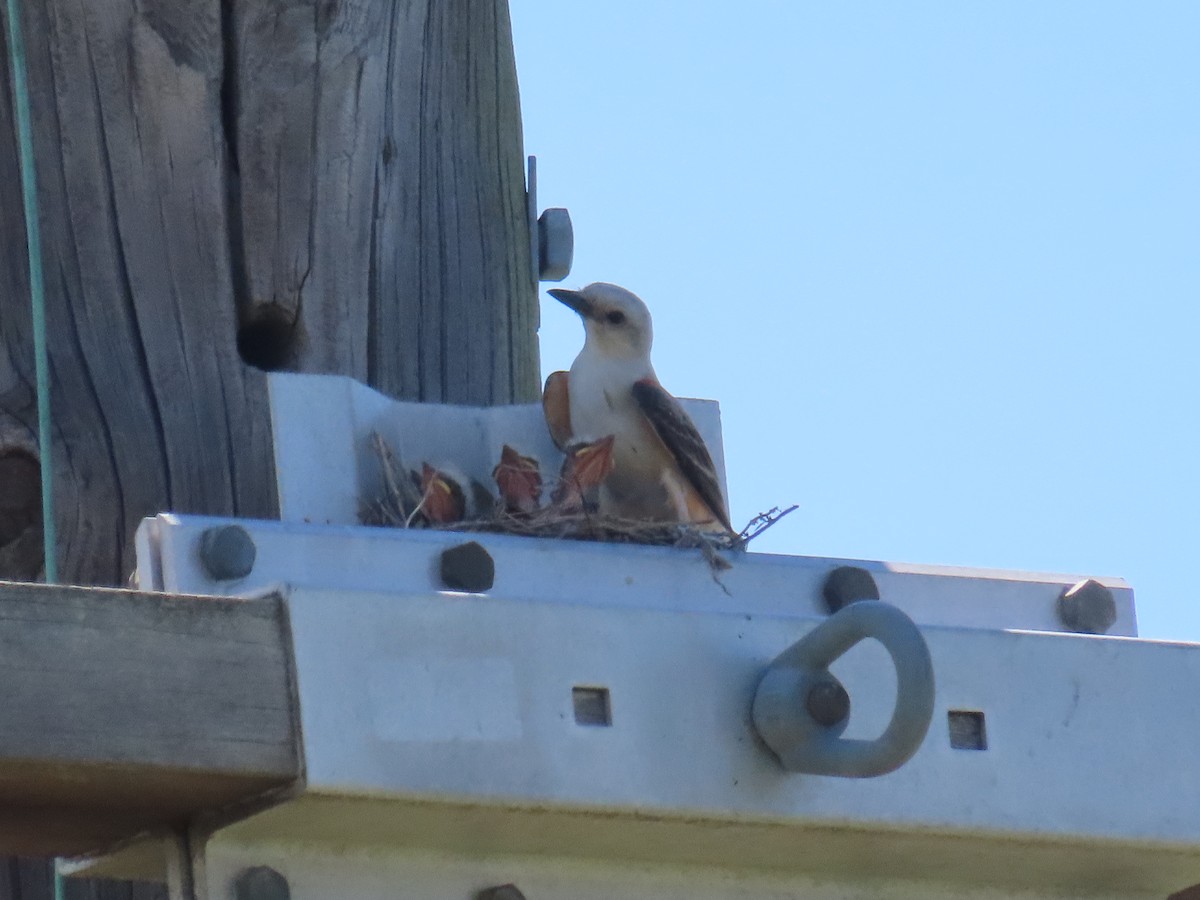 Scissor-tailed Flycatcher - ML620802666