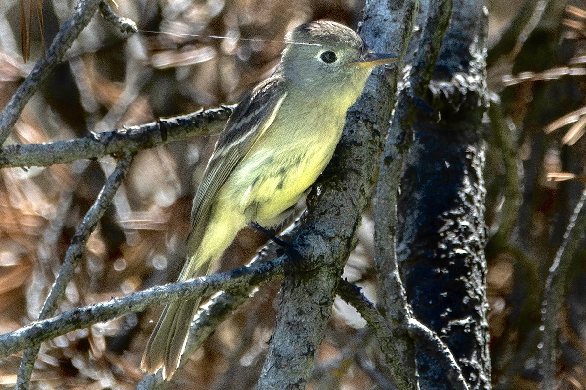 Піві-малюк чагарниковий - ML620802668