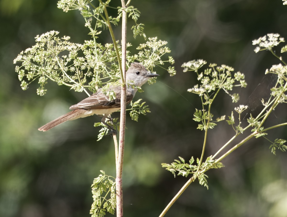 Ash-throated Flycatcher - ML620802669