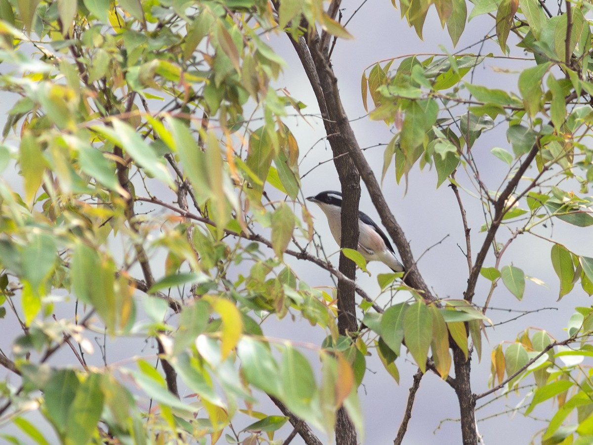 White-browed Shrike-Babbler - ML620802670