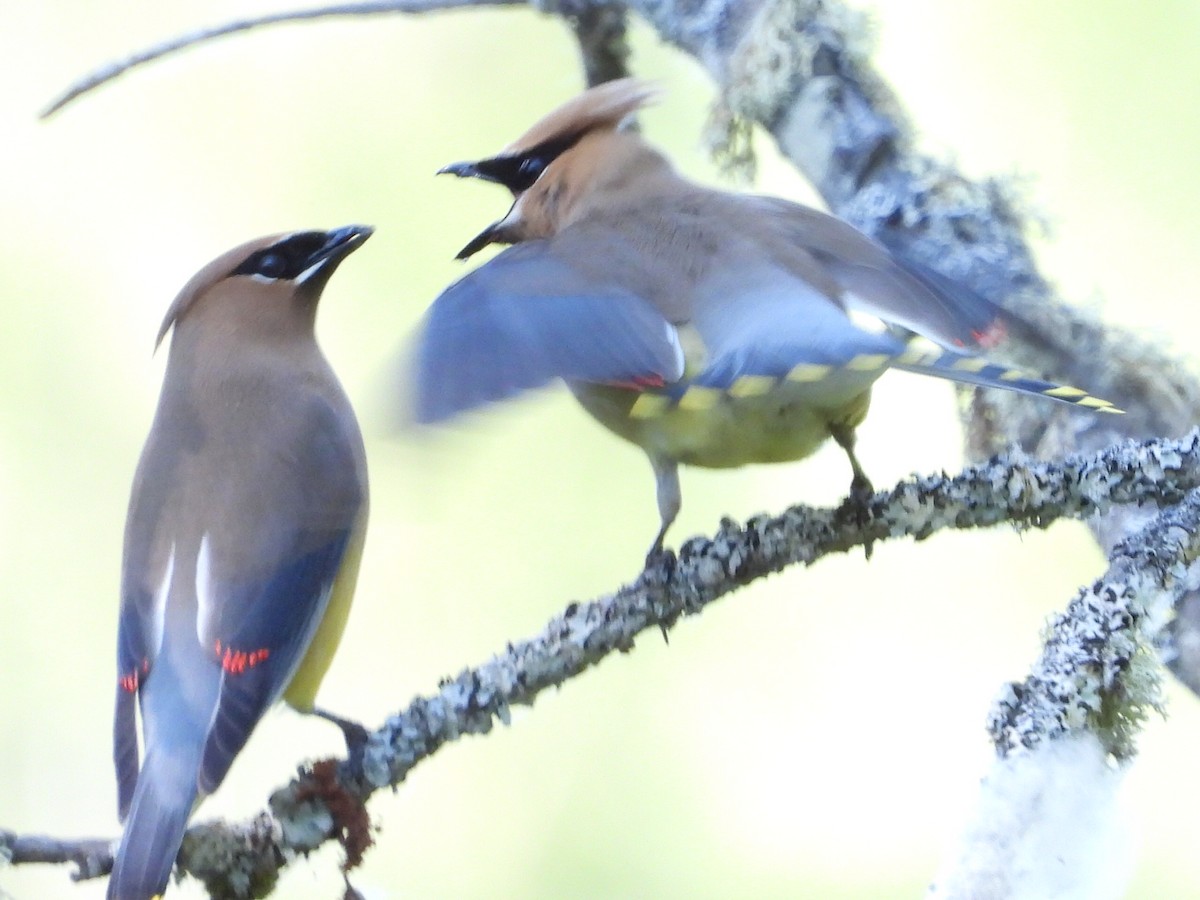 Cedar Waxwing - Tammy Bradford