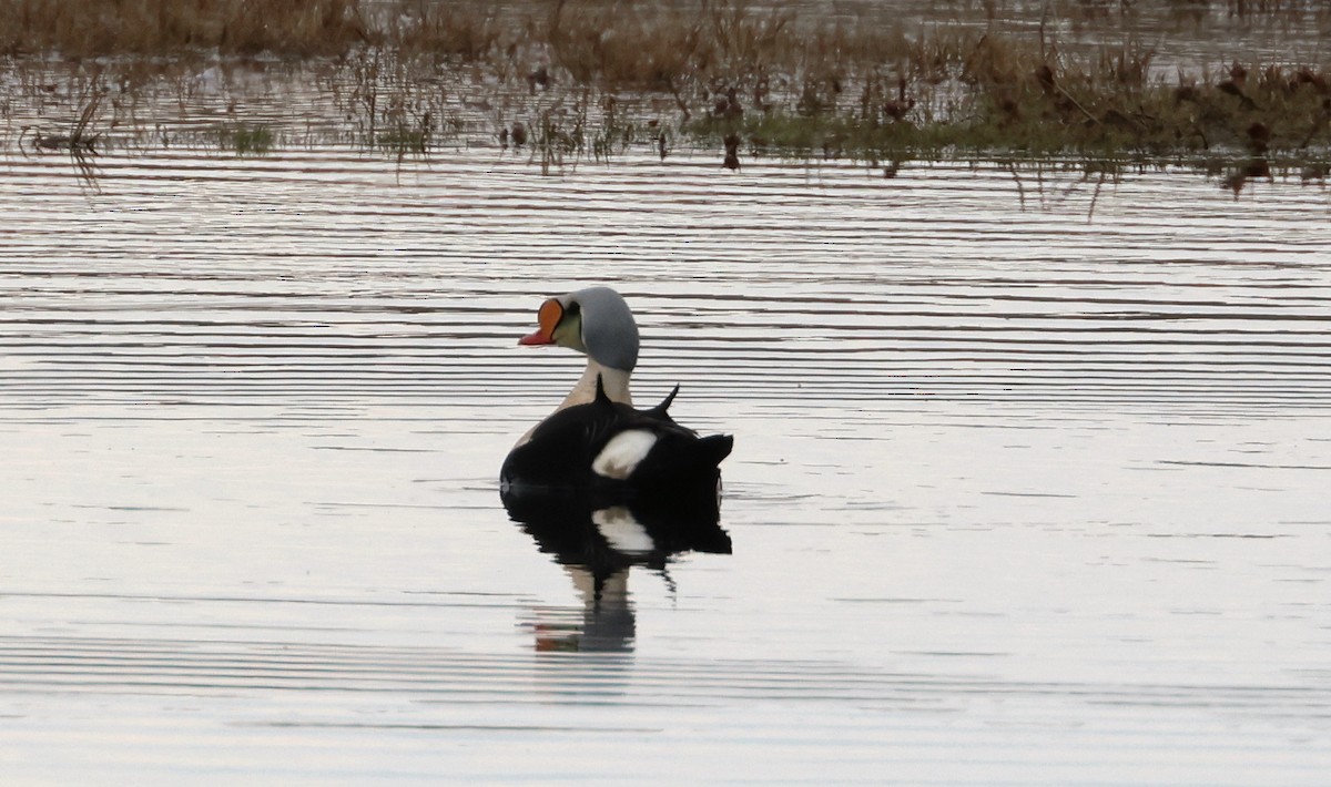 King Eider - ML620802676