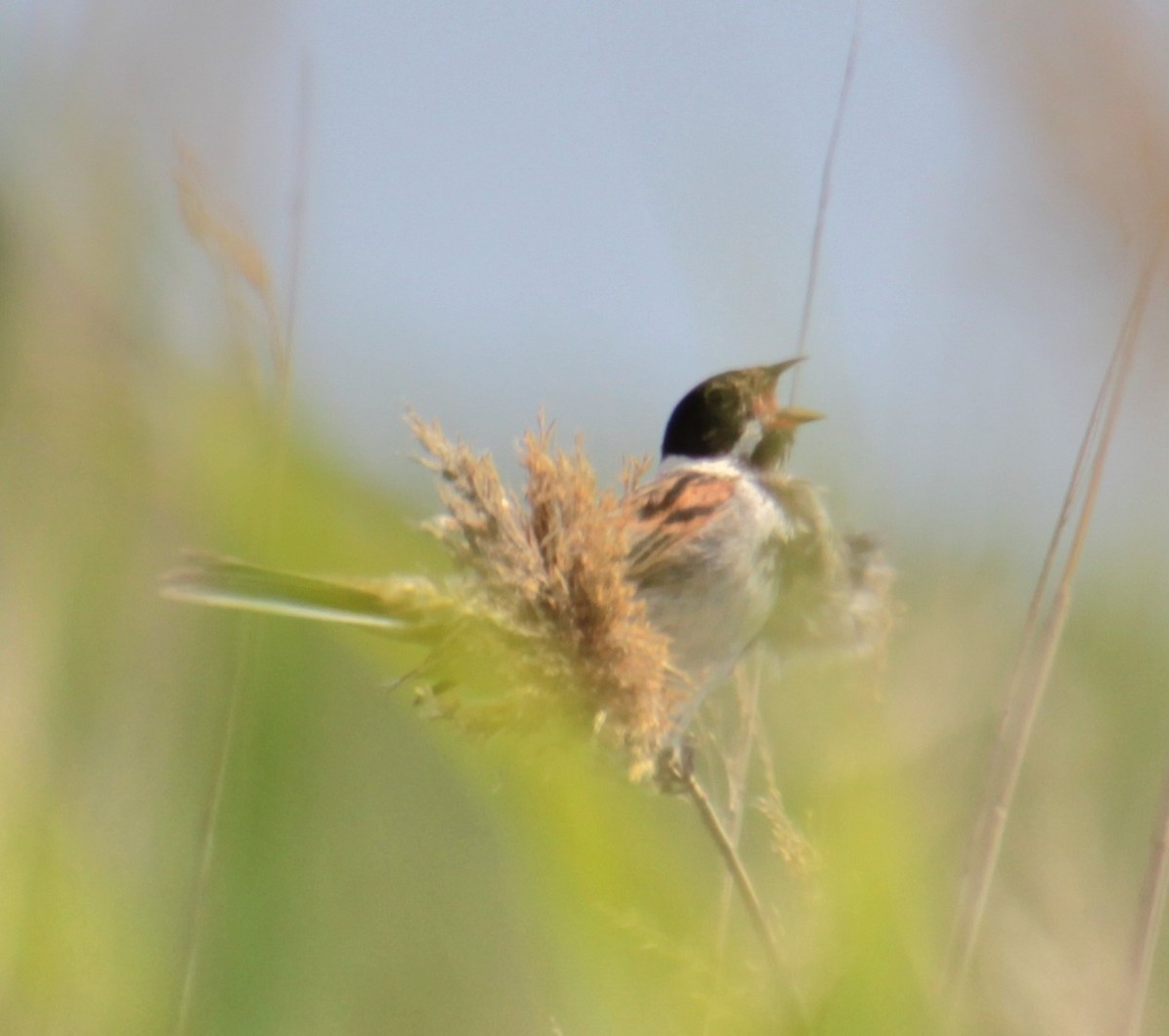 Reed Bunting - ML620802677