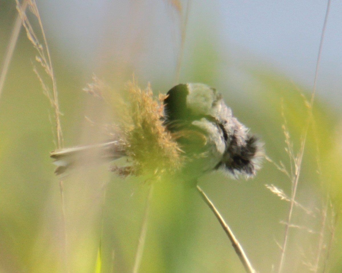 Reed Bunting - ML620802678