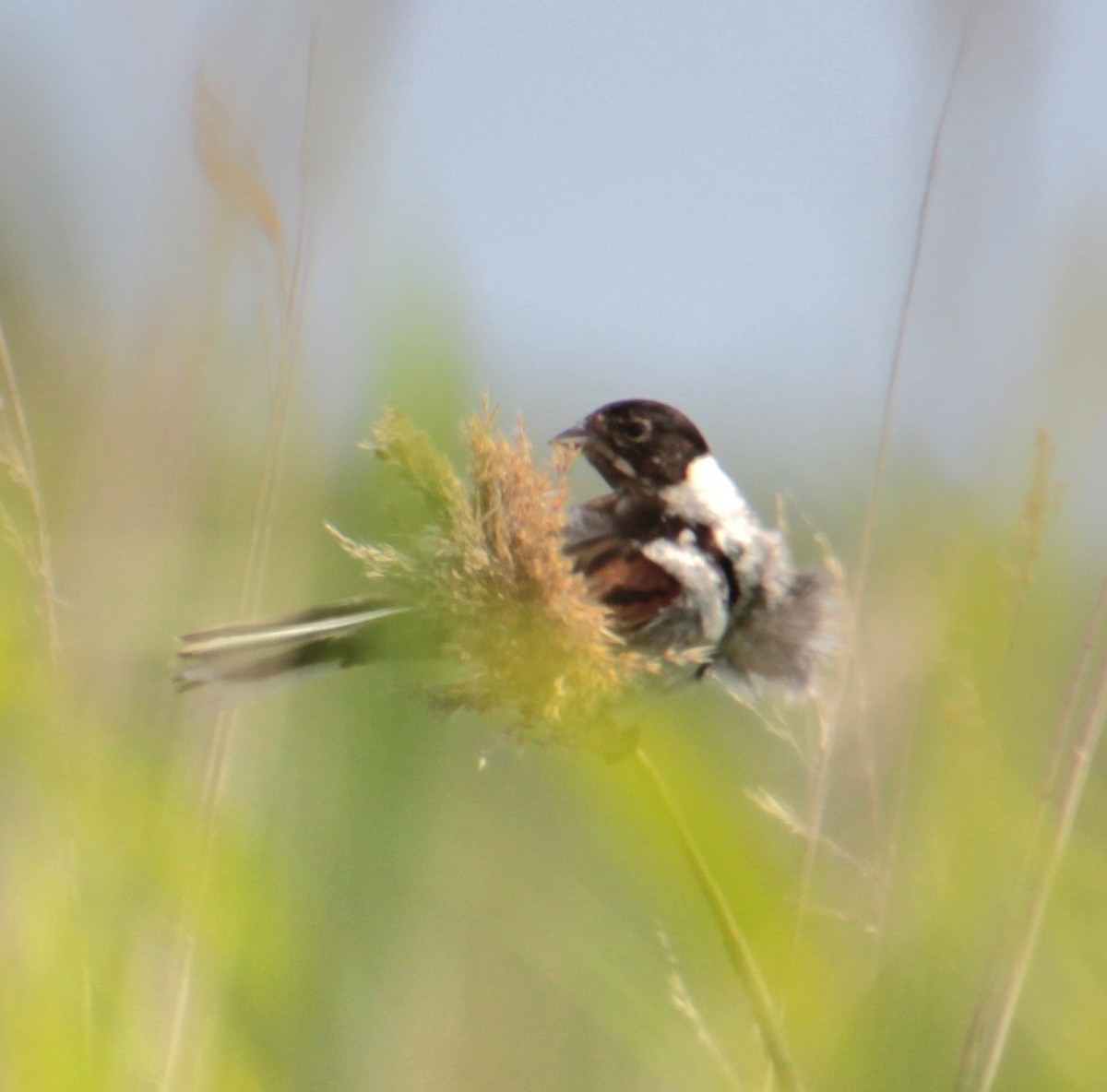 Reed Bunting - ML620802679