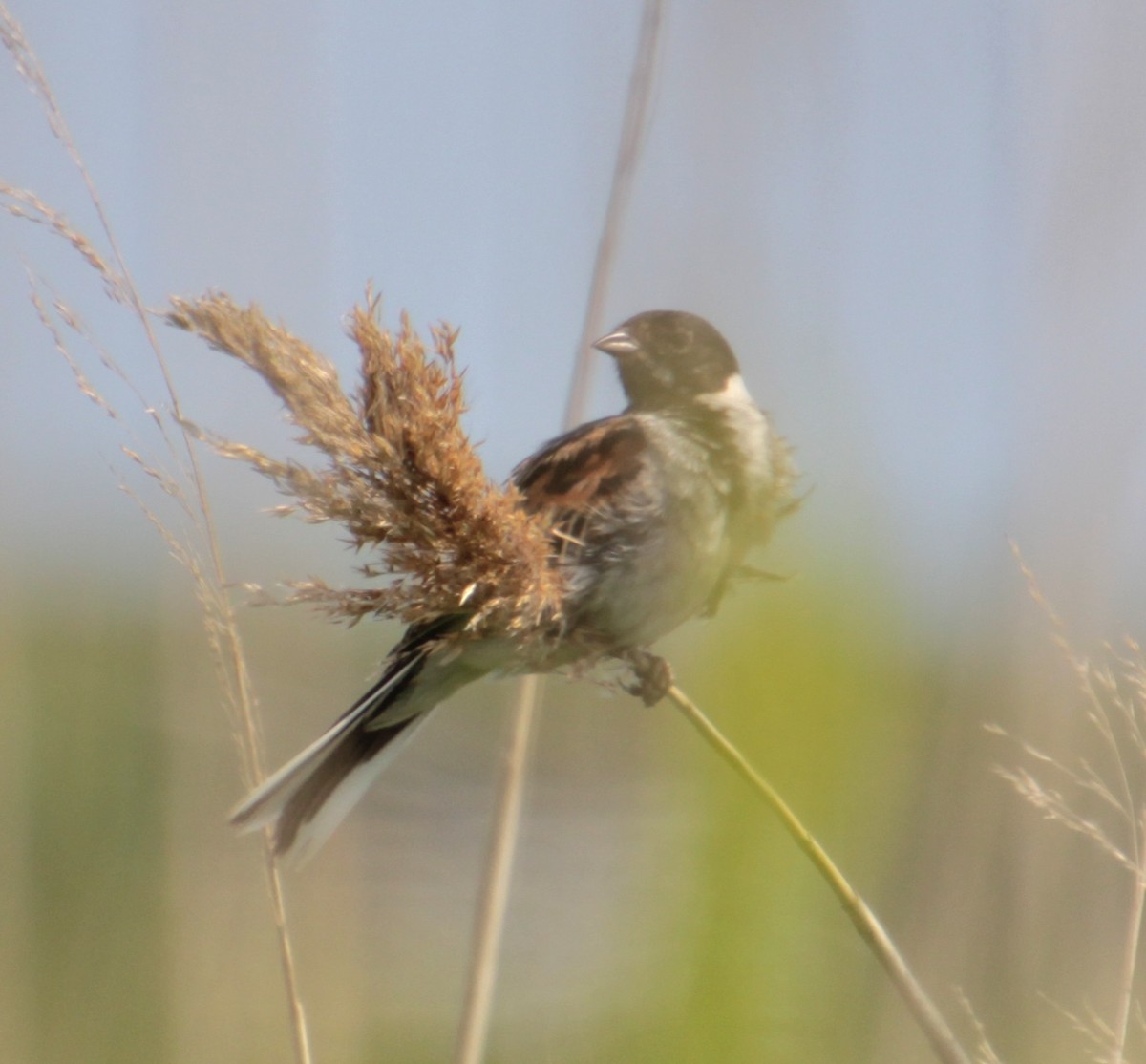 Reed Bunting - ML620802680