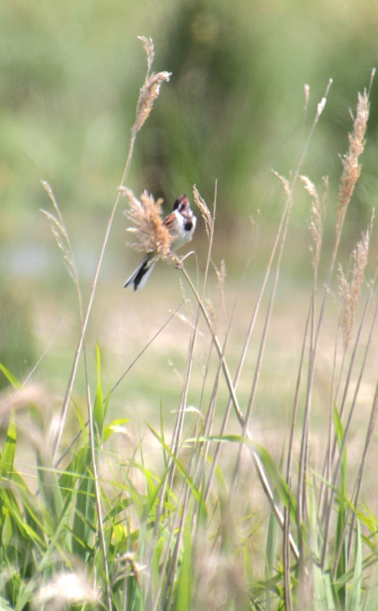 Reed Bunting - ML620802682