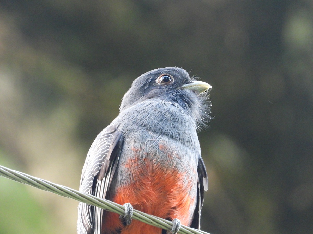 Surucua Trogon - ML620802684