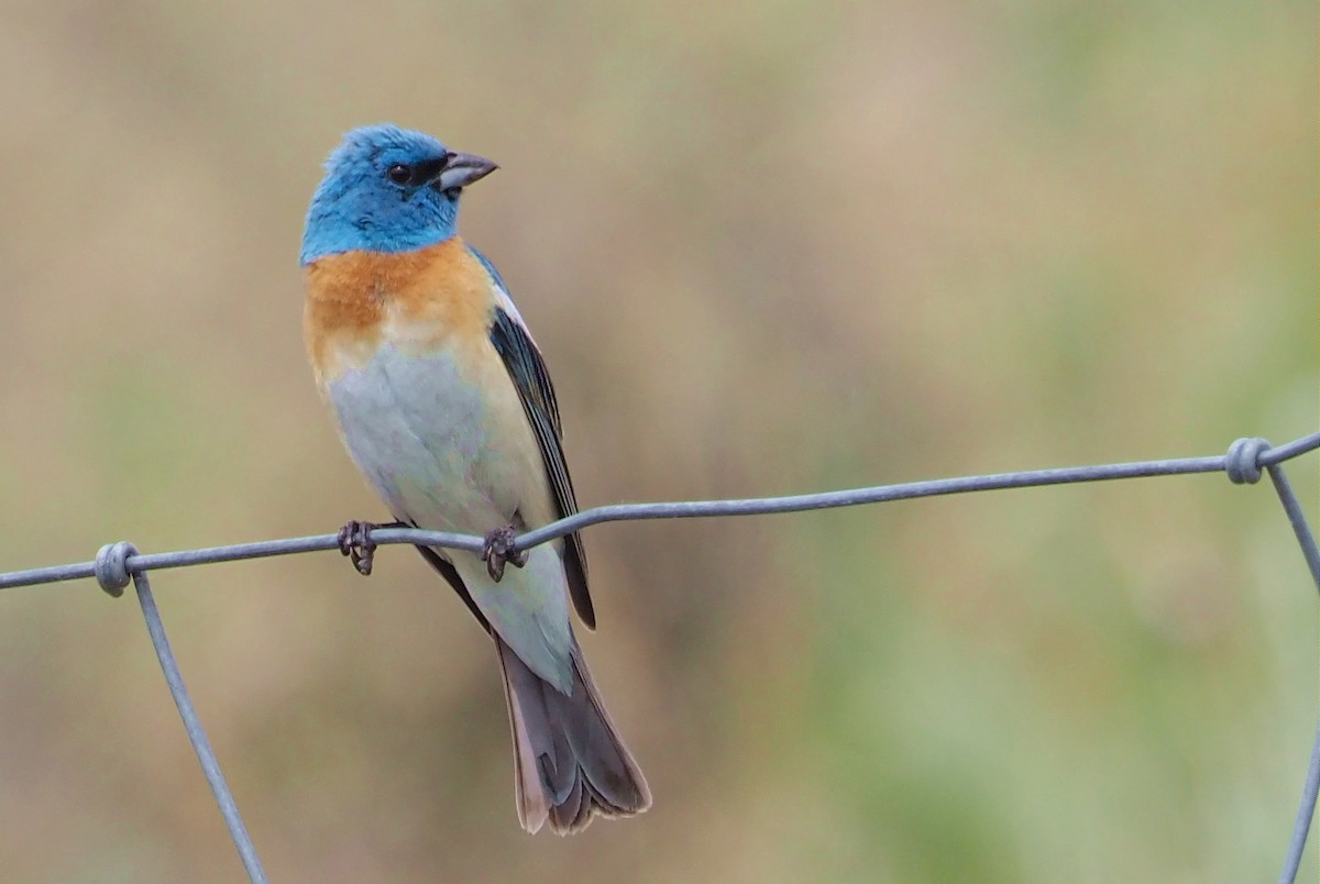 Lazuli Bunting - ML620802688