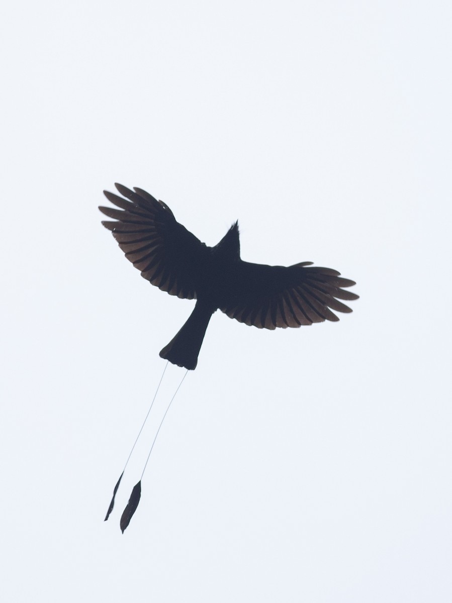 Lesser Racket-tailed Drongo - ML620802689