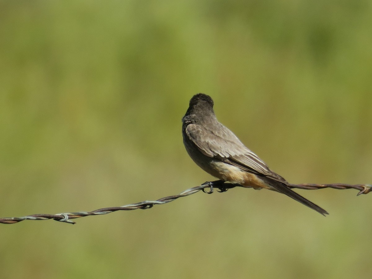 Say's Phoebe - ML620802690