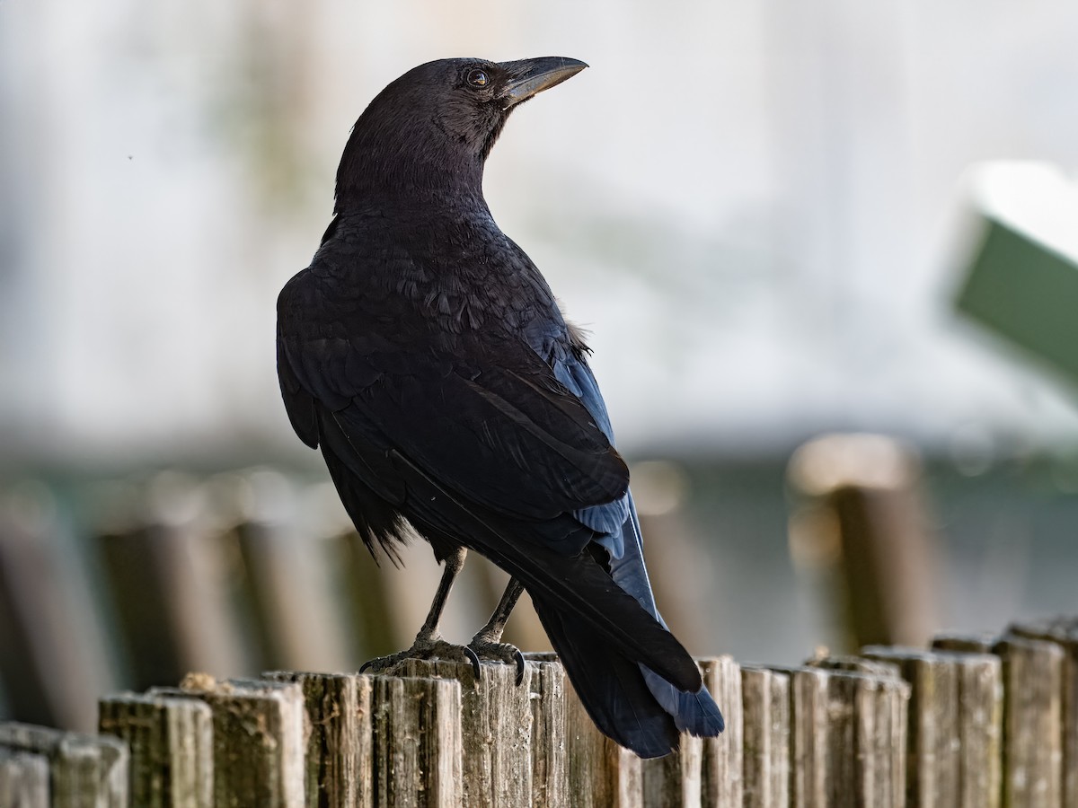 American Crow - ML620802695