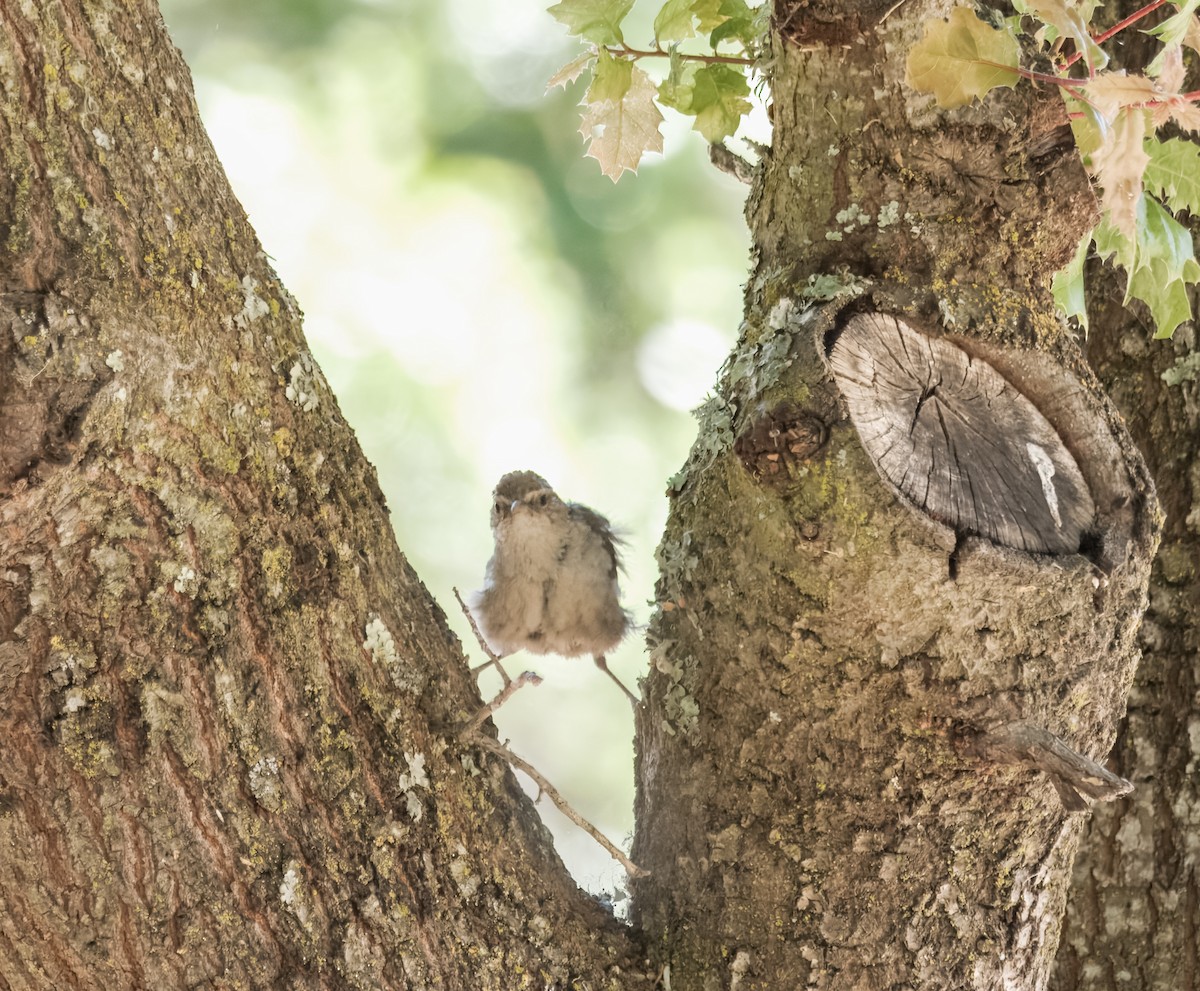 Bewick's Wren - ML620802699