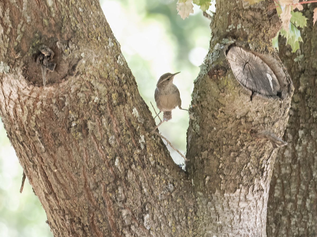 Bewick's Wren - ML620802700