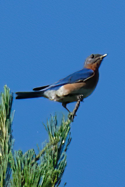 Eastern Bluebird - ML620802701