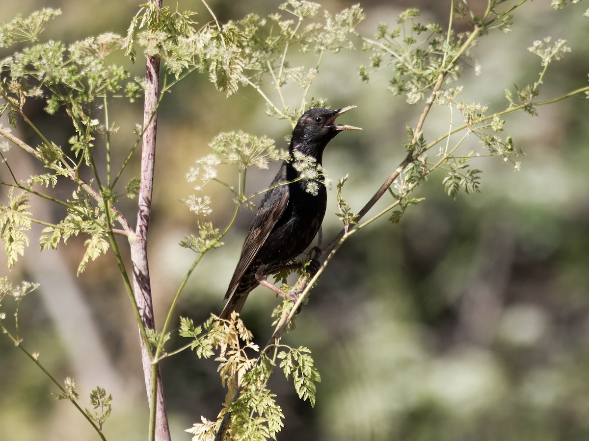 European Starling - ML620802704