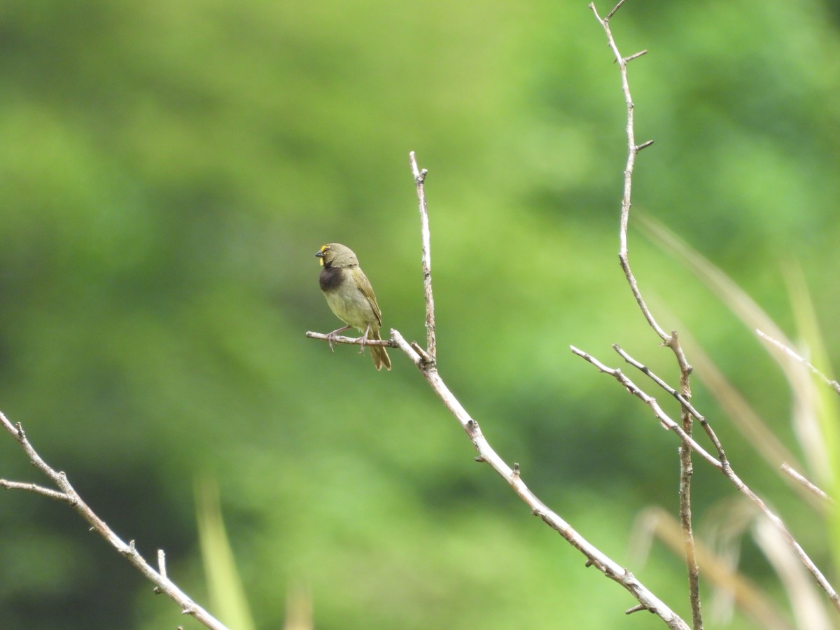 Yellow-faced Grassquit - Kevin Rohling