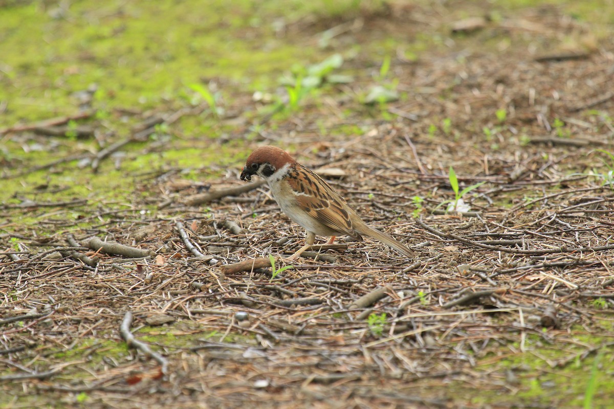 Eurasian Tree Sparrow - ML620802721