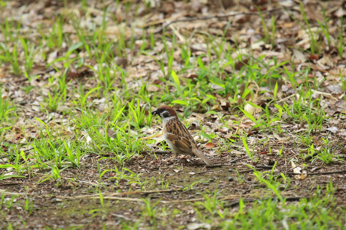 Eurasian Tree Sparrow - ML620802723