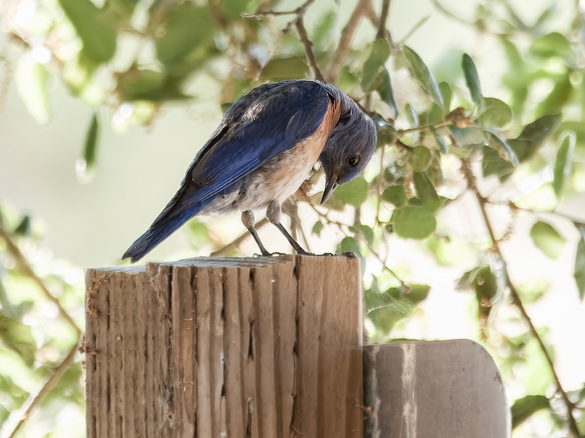 Western Bluebird - ML620802724