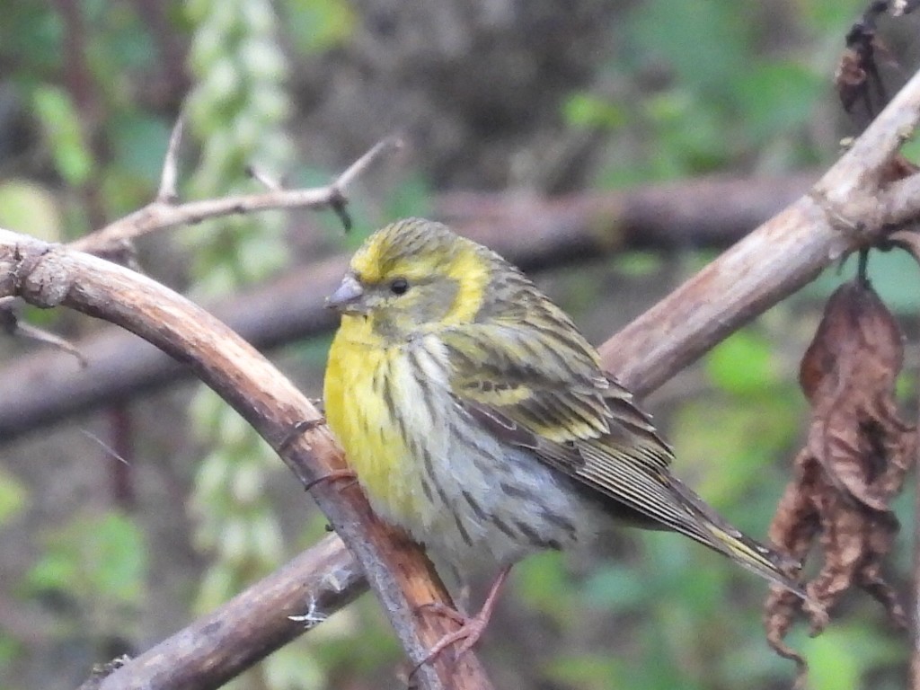 European Serin - ML620802730