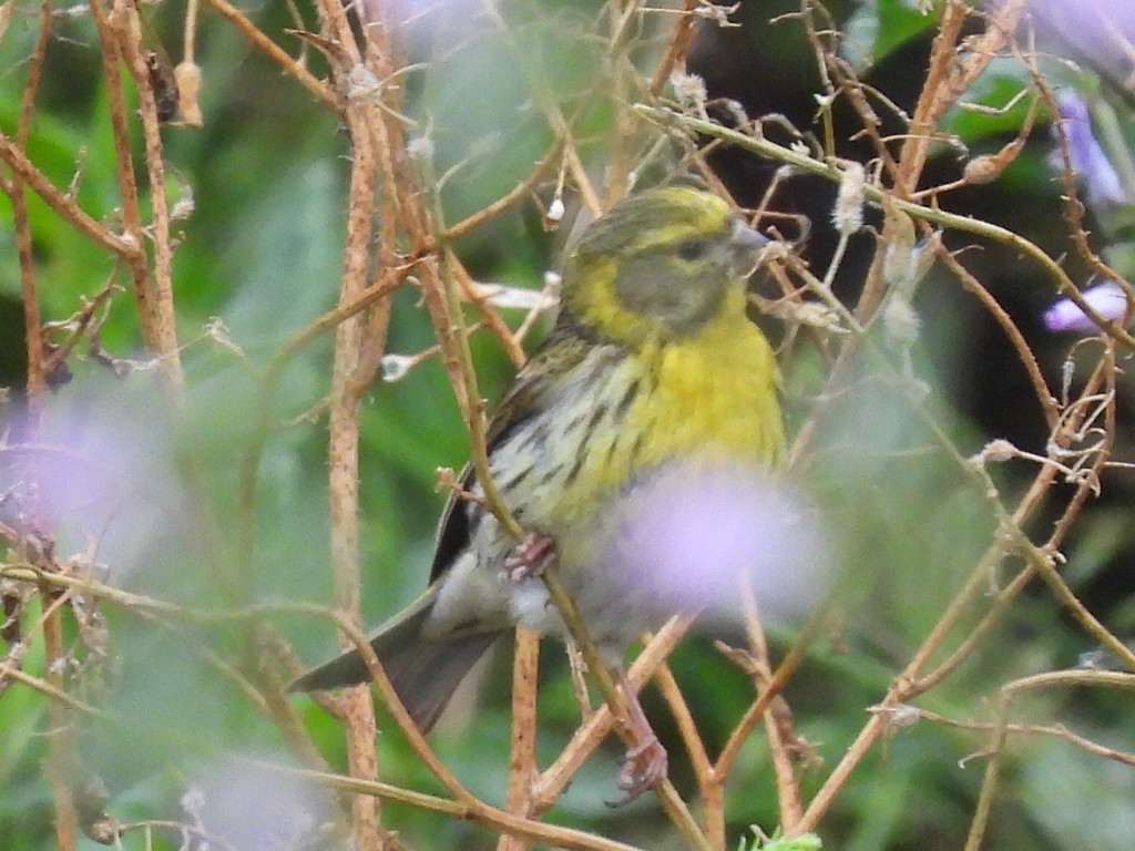 European Serin - ML620802734