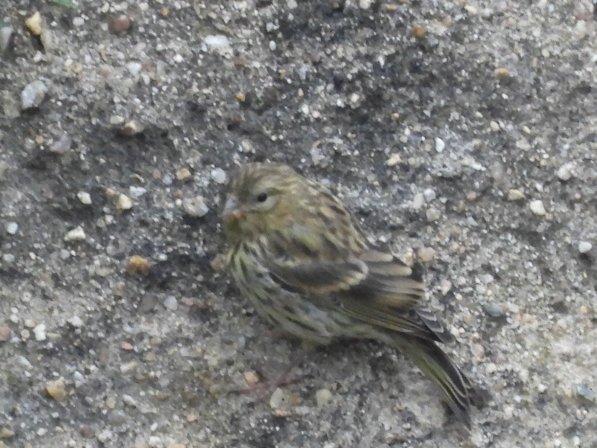 European Serin - ML620802735