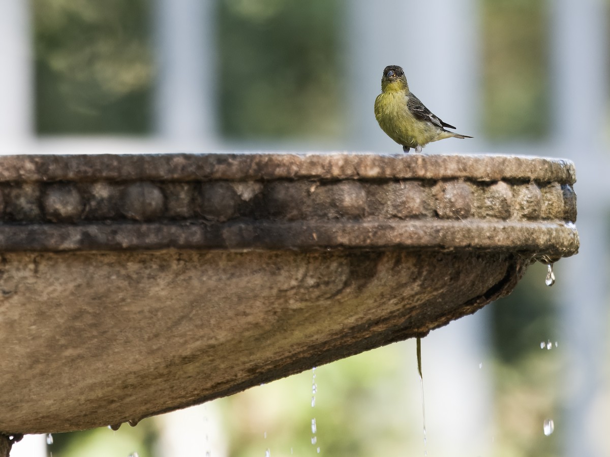 Lesser Goldfinch - ML620802744