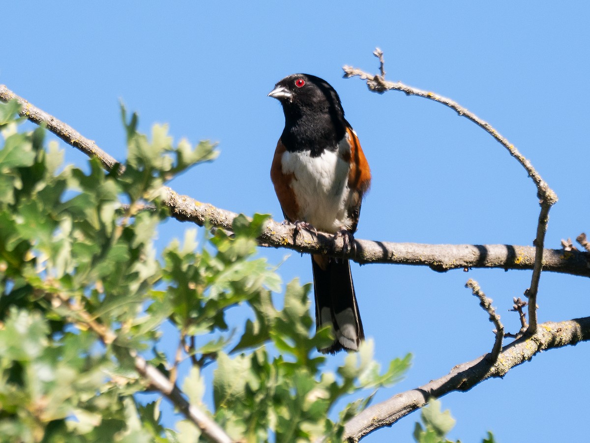 Spotted Towhee - ML620802746