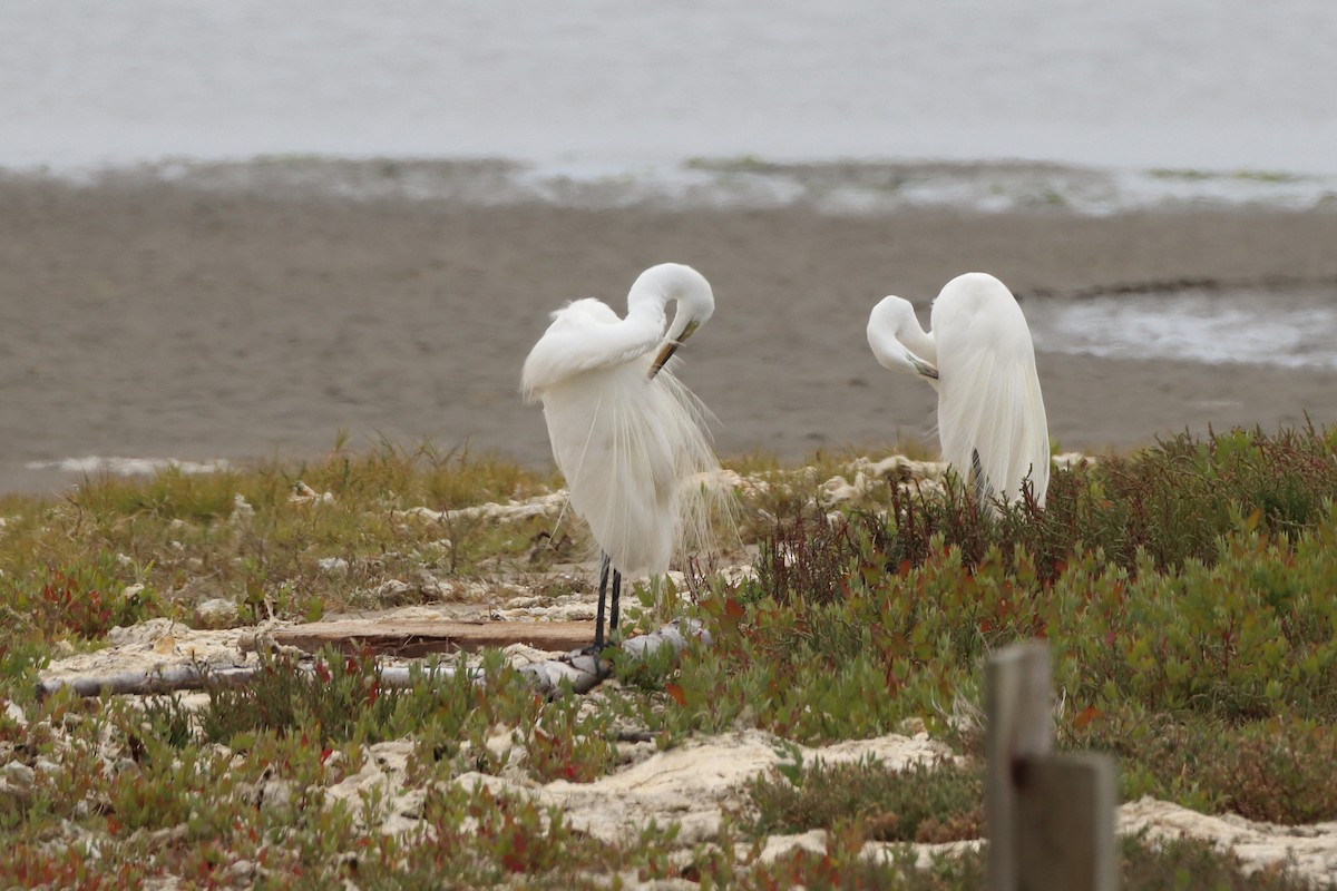 Great Egret - ML620802749