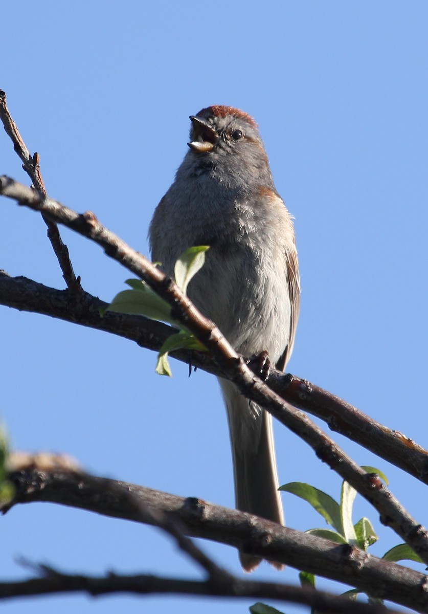 American Tree Sparrow - ML620802756