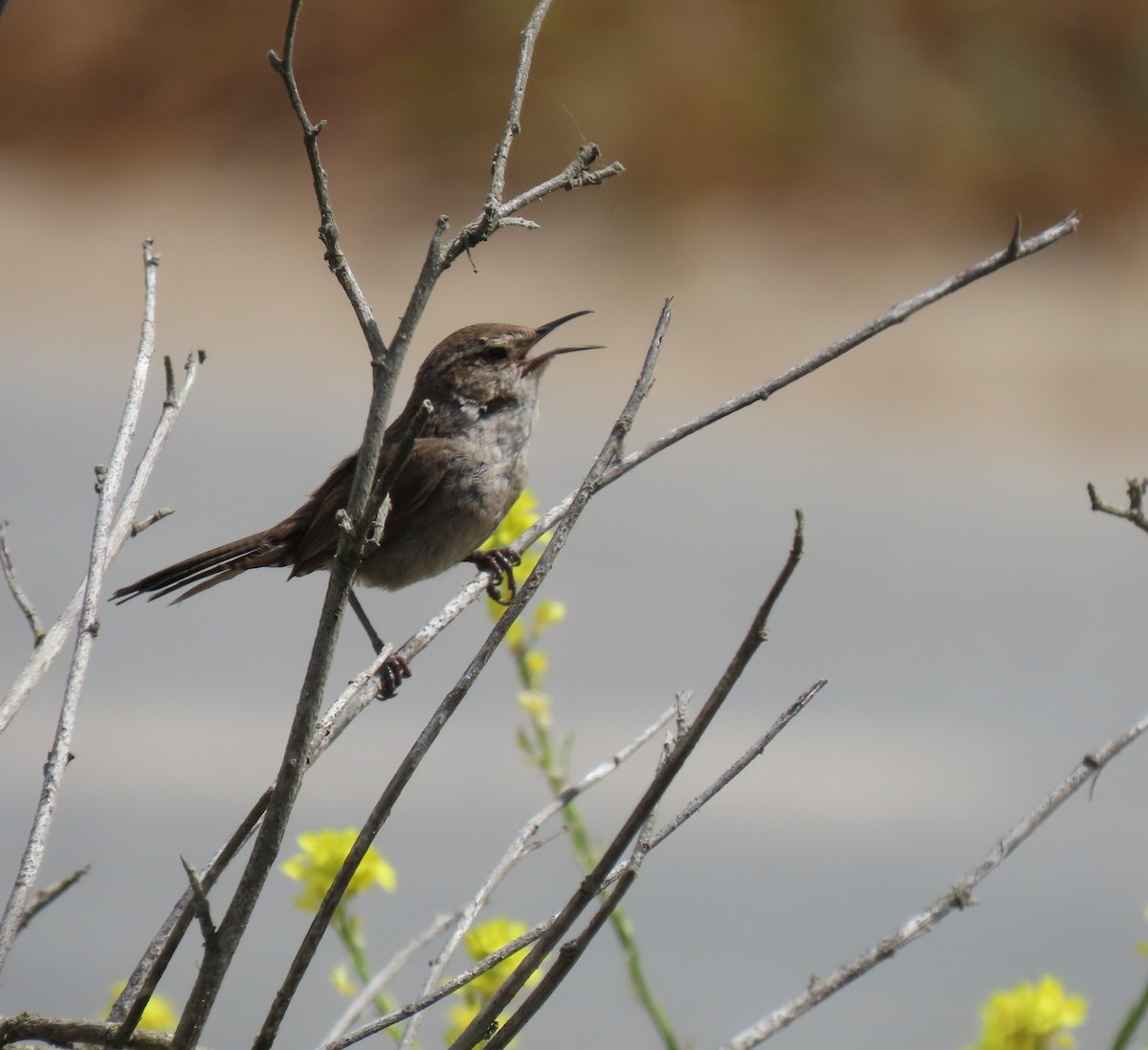 Bewick's Wren - ML620802759