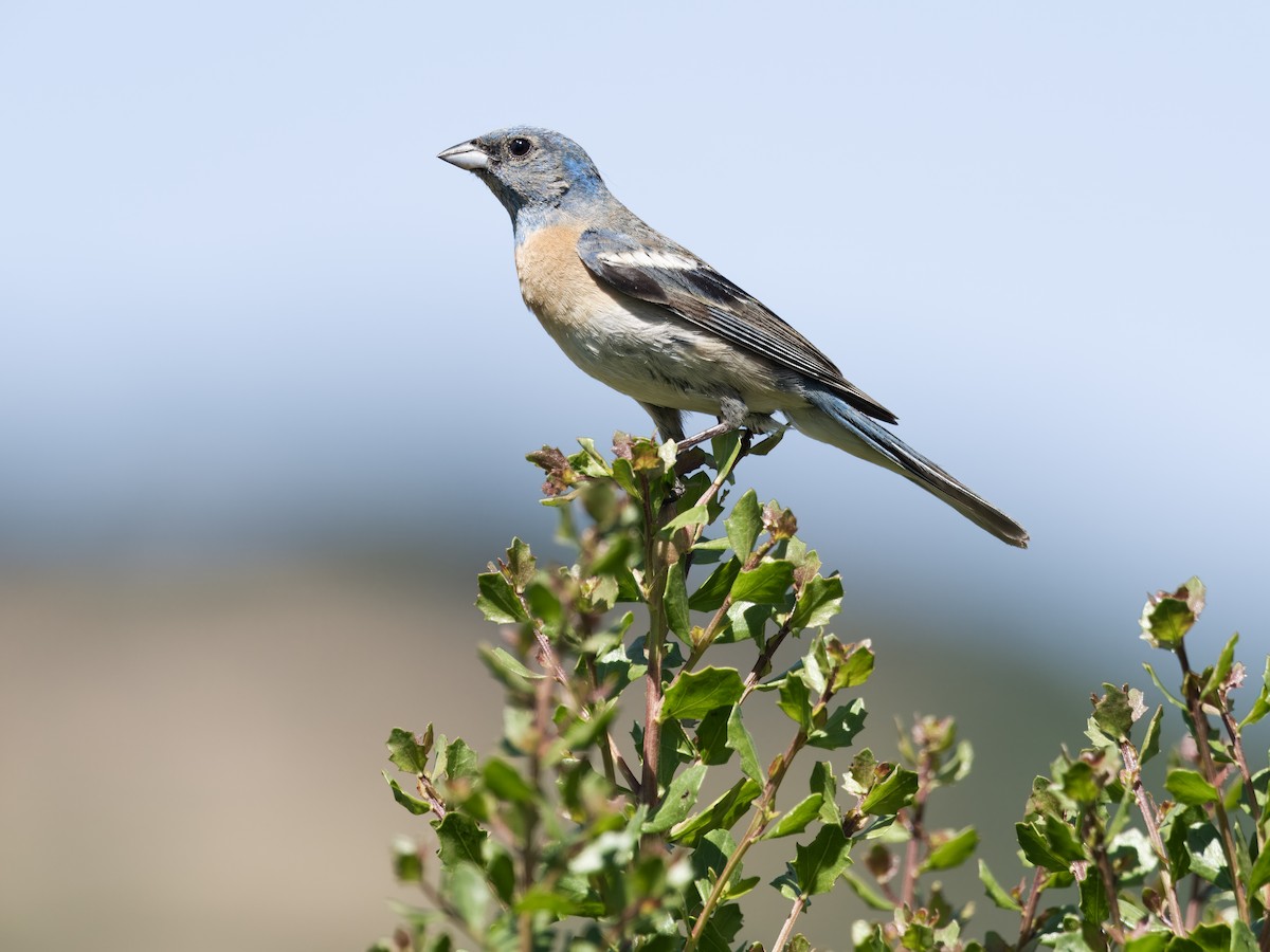 Lazuli Bunting - ML620802766