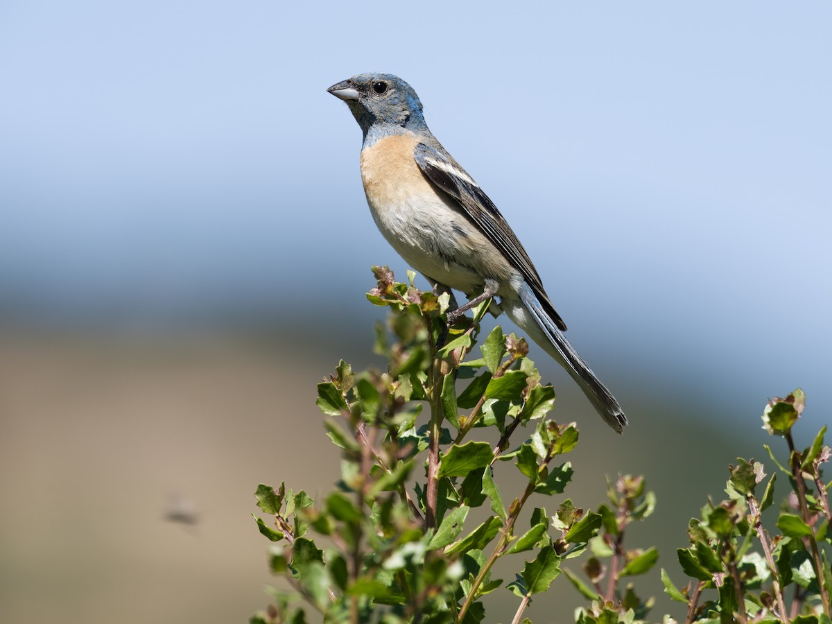 Lazuli Bunting - ML620802767